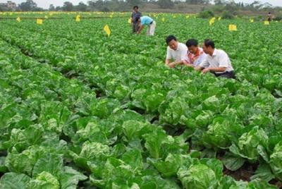 农村小伙搞蔬菜种植合作社,社员多达1000余名